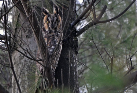 Long-eared Owl hiding out in the pines near the Birding Platform