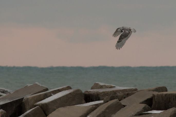 Heavily marked young (probably female) Snowy Owl flying over breakwall at New Buffalo, MI November 29.  Photo courtesy Mike Bourden.