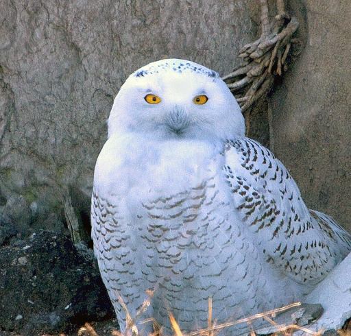 Snowy Owl at Port of Indiana November 24.  Photo courtesy Pete Grube.